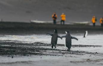 Antarctic Express: Cruise South, Fly North