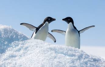 Antarctic Express: Fly South, Cruise North