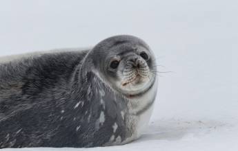 Antarctic Express: Fly South, Cruise North