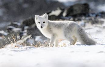 Svalbard Arctic Adventure – Sunny Winter