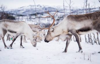 Svalbard Arctic Adventure – Sunny Winter