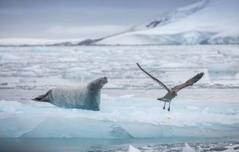 Antarctic Express: Fly South, Cruise North