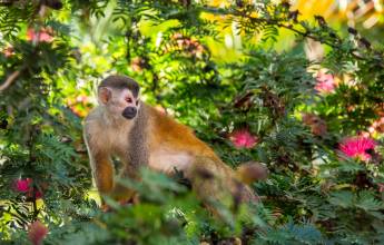 Squirrel Monkey (Saimiri Oerstedii)