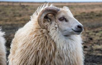 Iceland to Greenland: Mountains, Glaciers and the Westfjords