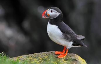 Iceland to Greenland: Mountains, Glaciers and the Westfjords