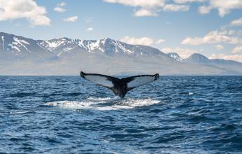 Iceland Circumnavigation: Mountains, Volcanoes and Waterfalls