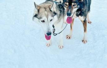 Finland Family Winter Adventure