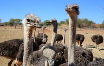 Cycling South Africa’s Garden Route