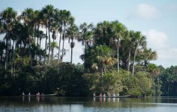 Amazon Rainforest Add-on Tour (from Cuzco)