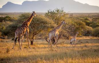 Essential Kruger Safari