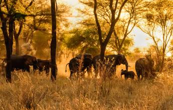 Tanzania Safari Adventure