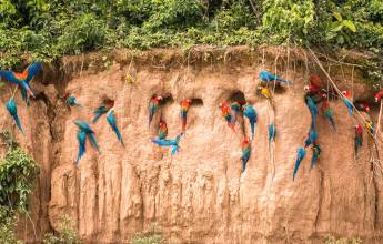 Premium Amazon Rainforest Add-on Tour (from Cuzco)