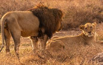 Tanzania Safari Adventure