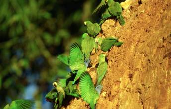 Premium Amazon Rainforest Add-on Tour (from Cuzco)