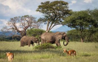 Tanzania Safari Adventure