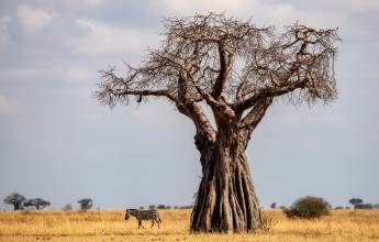Tanzania Safari Adventure