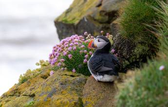 Under the Northern Lights: Exploring Iceland & East Greenland