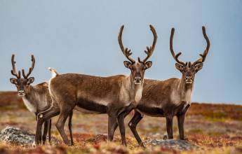 Greenland to Newfoundland: Mountains, Wildlife and Viking History