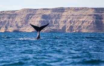 Valdés Peninsula Add-on Tour