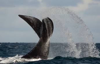 Valdés Peninsula Add-on Tour