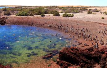 Valdés Peninsula Add-on Tour