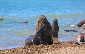 Valdés Peninsula Add-on Tour