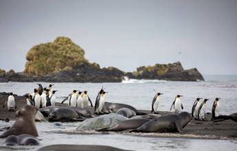 Penguins of the Far South: Falklands, South Georgia & Antarctica
