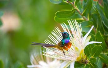 Highlights of South Africa’s Winelands
