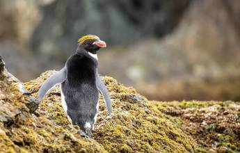 Penguins of the Far South: Falklands, South Georgia & Antarctica