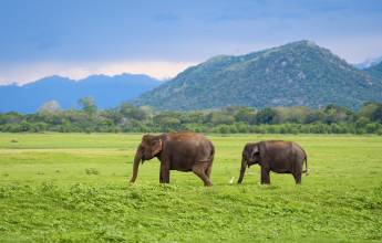 Best of Sri Lanka – Family Adventure