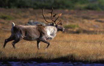 Greenland to Newfoundland: Mountains, Wildlife and Viking History