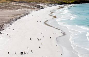 Penguins of the Far South: Falklands, South Georgia & Antarctica