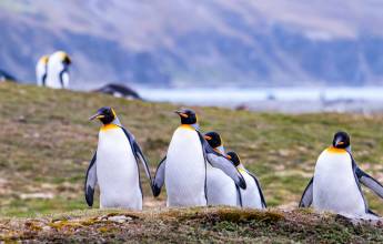 Penguins of the Far South: Falklands, South Georgia & Antarctica