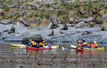 Penguins of the Far South: Falklands, South Georgia & Antarctica