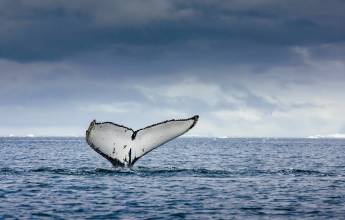 Penguins of the Far South: Falklands, South Georgia & Antarctica