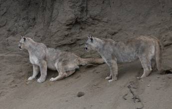 Puma Tracking Add-on Tour