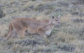 Puma Tracking Add-on Tour