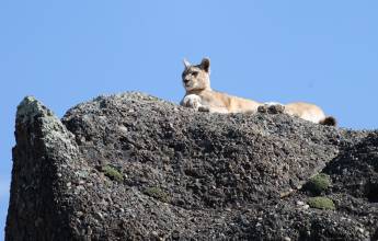 Puma Tracking Add-on Tour