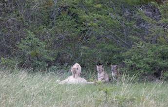 Puma Tracking Add-on Tour