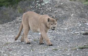 Puma Tracking Add-on Tour