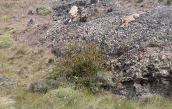 Puma Tracking Add-on Tour