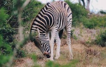 Discover South Africa’s Garden Route