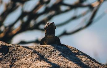 Discover South Africa’s Garden Route