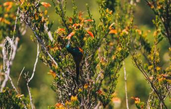 Discover South Africa’s Garden Route