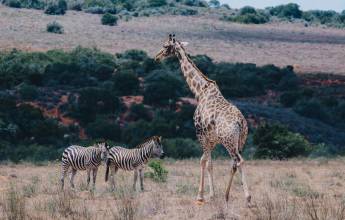 Discover South Africa’s Garden Route