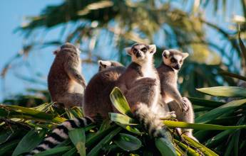 Madagascar Wildlife Adventure