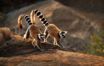 Madagascar Wildlife Adventure