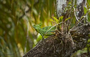 Costa Rica Coast to Coast Ride