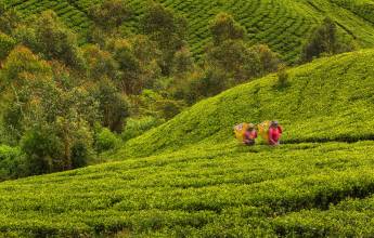 Hike Sri Lanka’s Pekoe Trail