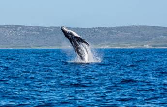 Best of the Garden Route – Premium Adventure